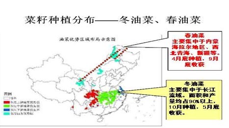 油菜市价实时动态