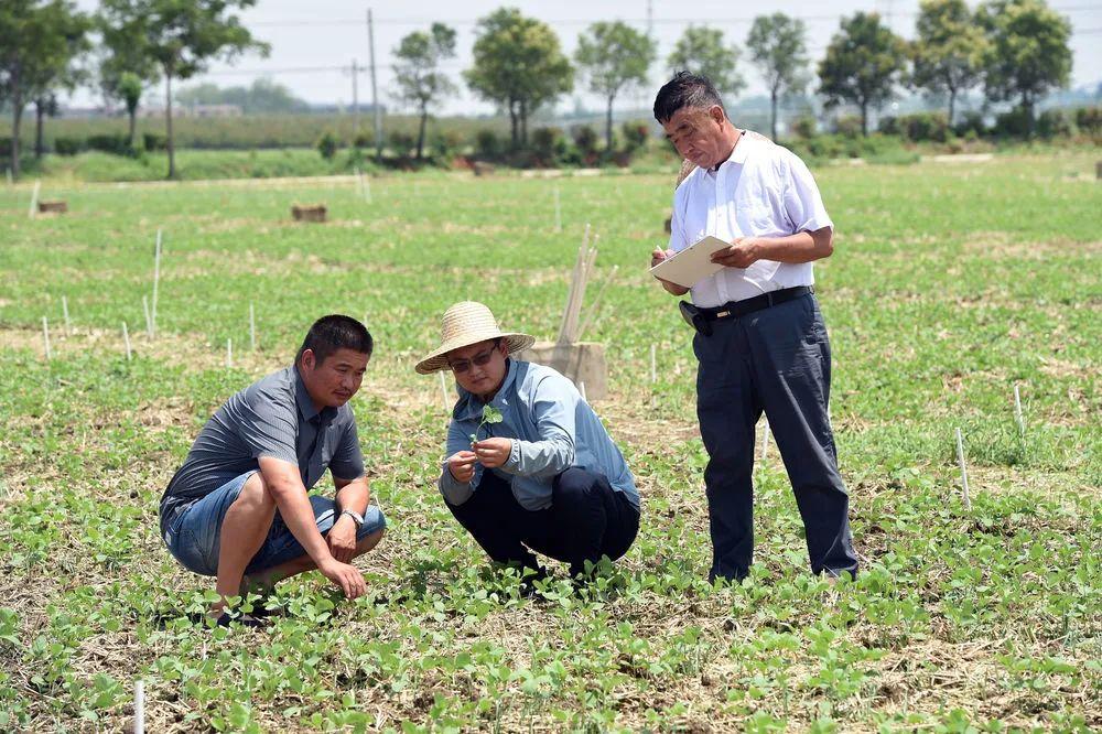 “安徽太和大豆喜讯连连，价格节节攀升！”