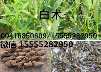 亳州白术价格节节攀升，美好前景尽收眼底