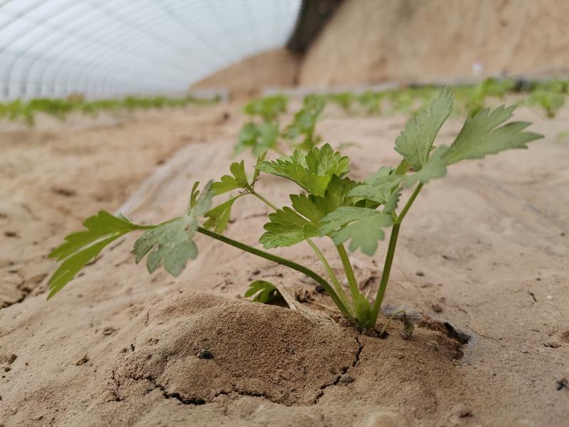 新鲜芹菜市场价格实时动态一览